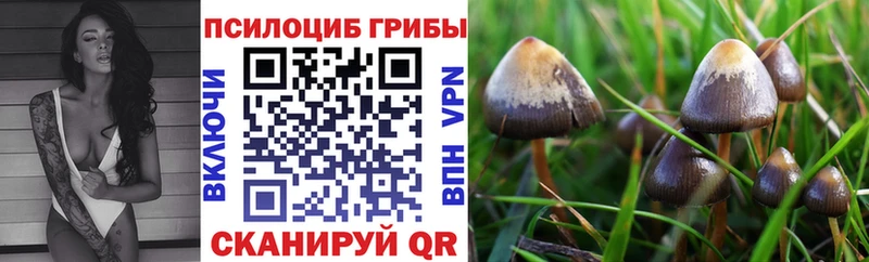 Псилоцибиновые грибы Cubensis где купить наркоту Тихорецк