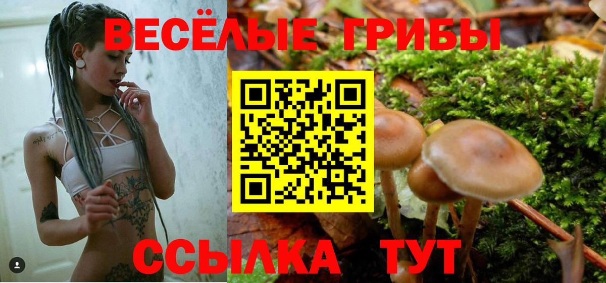 Псилоцибиновые грибы Psilocybe Тихорецк